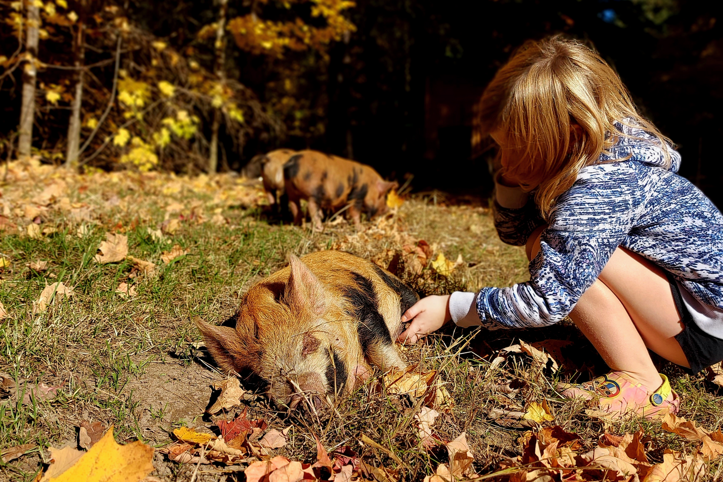 Young girl kneeling beside a Kunekune piglet, rubbing its belly.