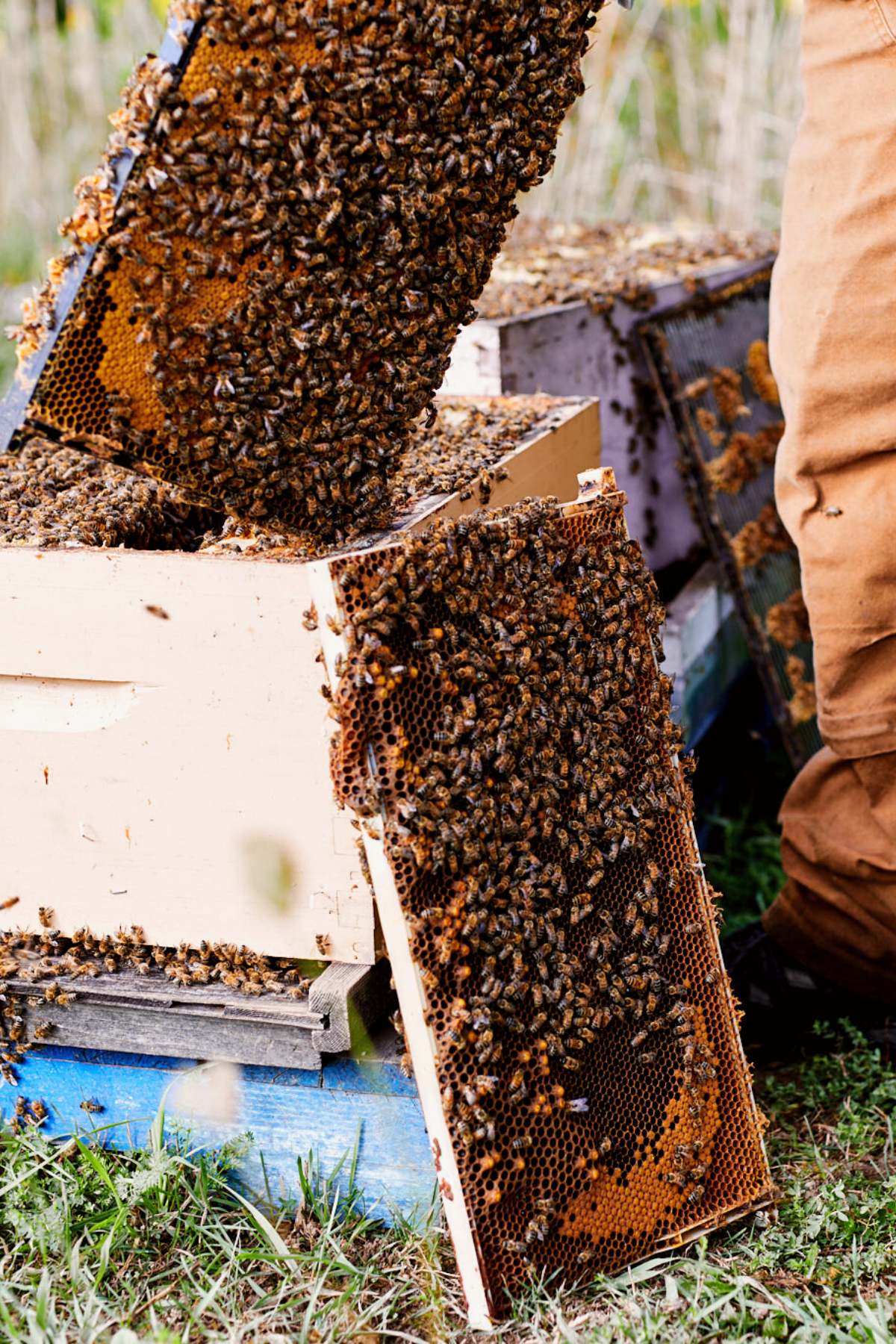 Honeybee hive with two frames covered in honeybees.