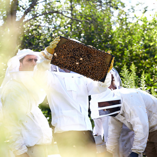 People in beekeeping suits looking at a frame of honeybees.