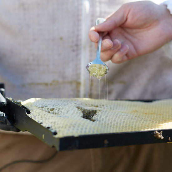 Fresh honey being scooped from a frame of honey comb.