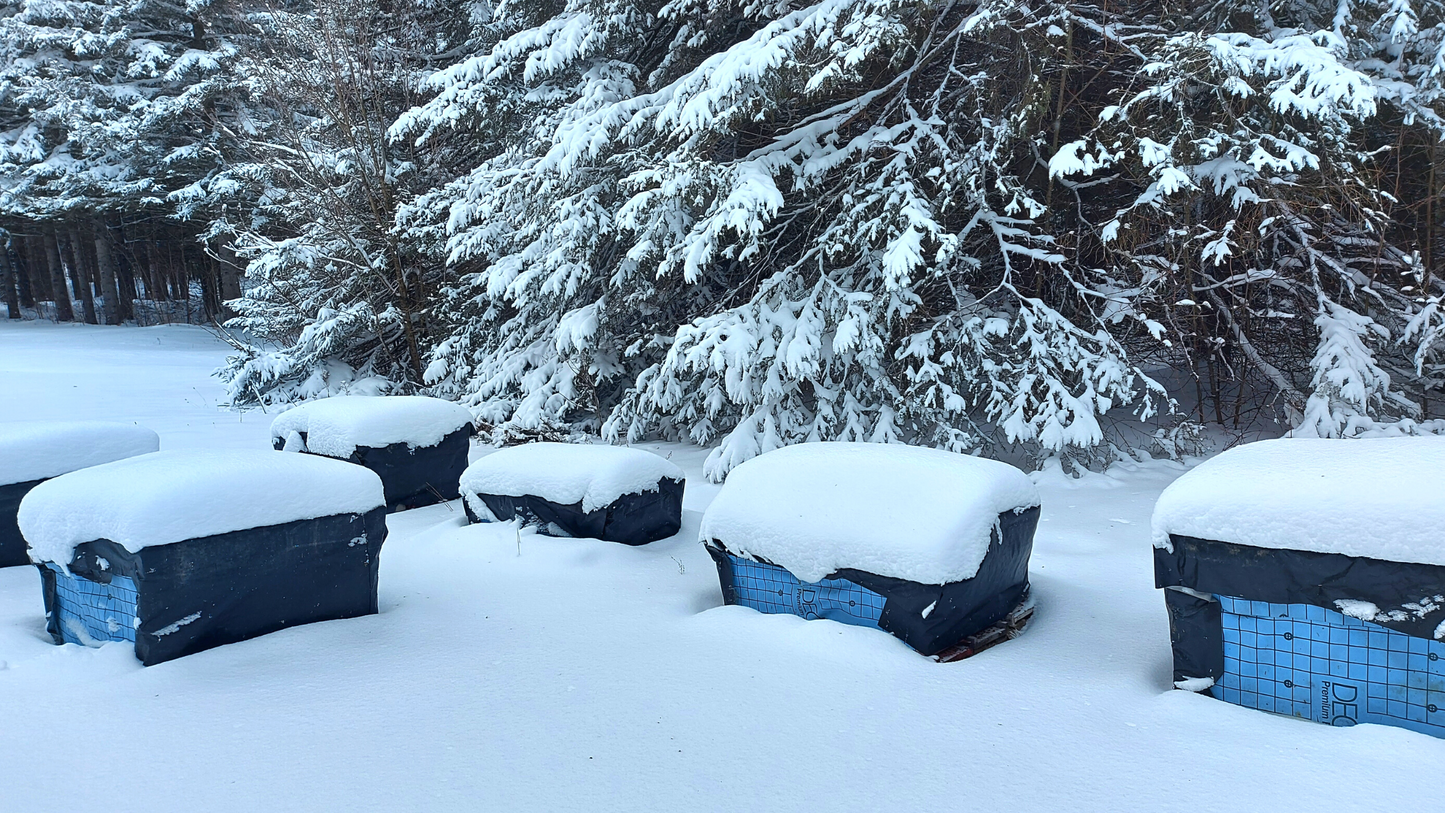 Honeybee hives wrapped in winterized plastic and covered in snow.