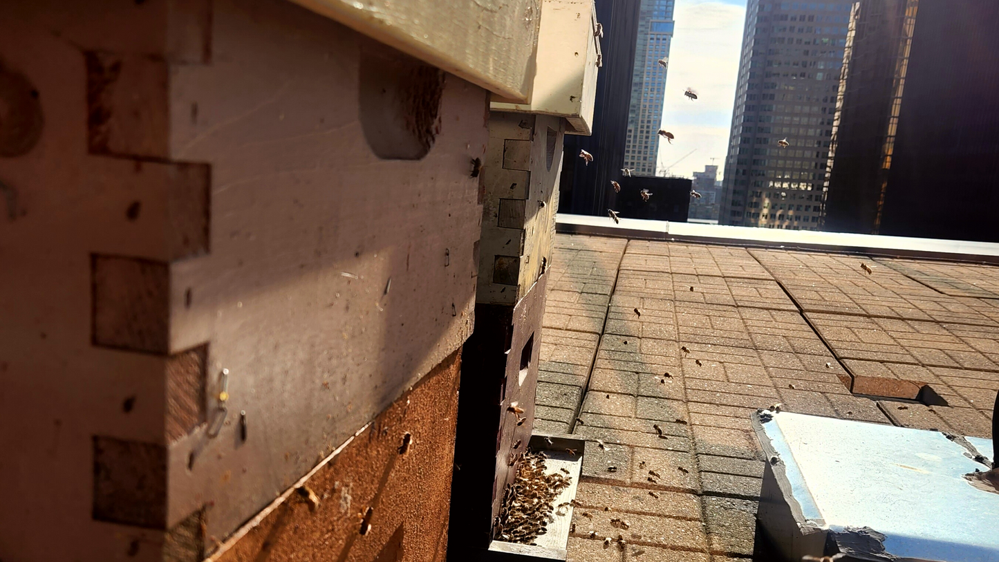 Honeybee hives on a rooftop in downtown Toronto