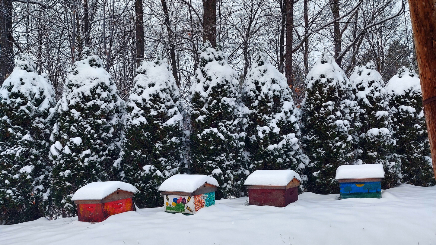 Colourful hives covered in snow, with snow coated pine trees in the background.