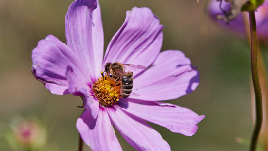How Honey Can Help Seasonal Allergies