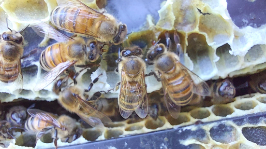 The Roles In The Hive - Honeybee Castes