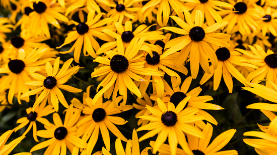 Black Eyed Susan Flowers