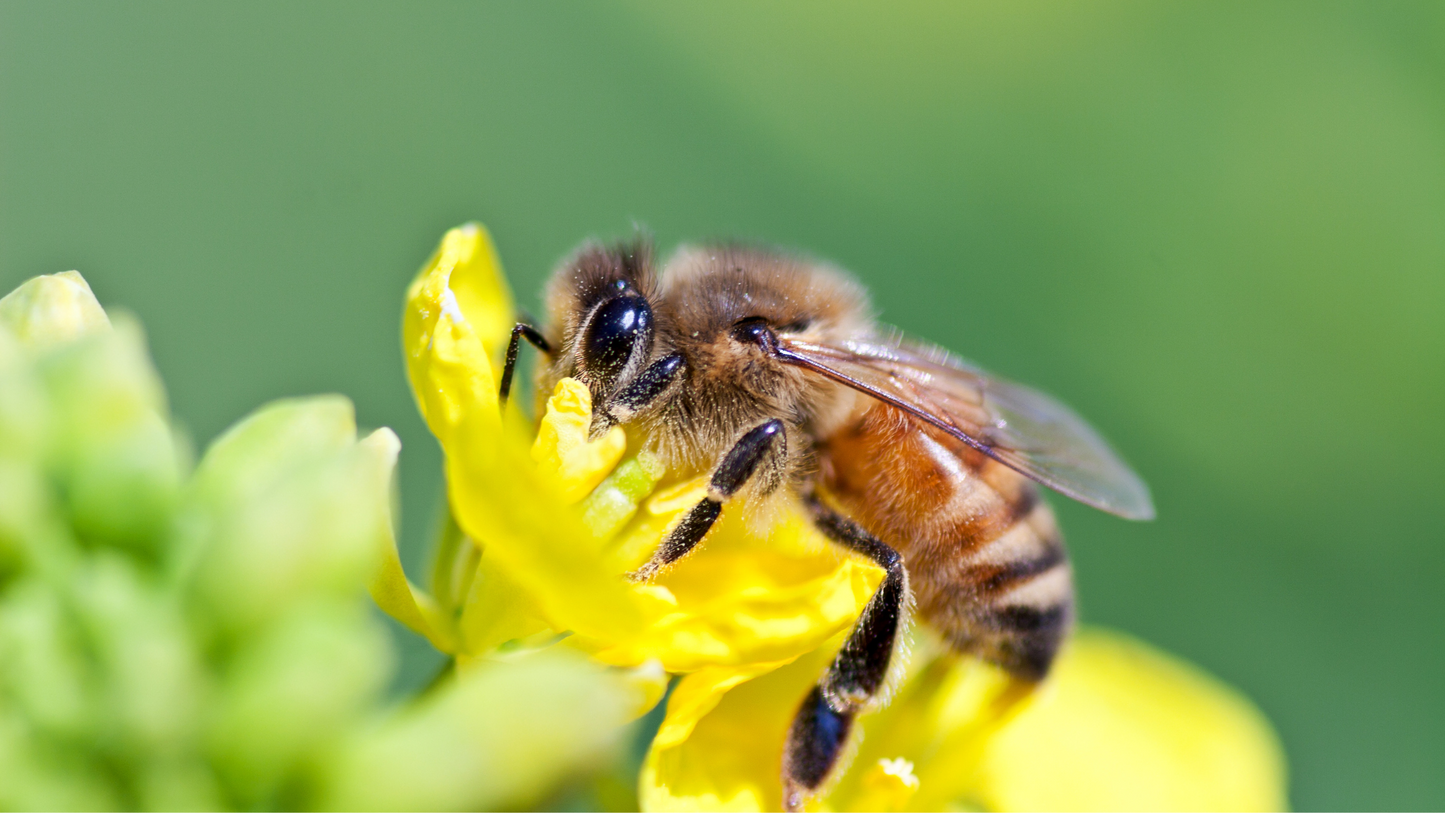 Planting for Pollinators 101: Ontario Honey Creations’ Spring Flower Recommendations