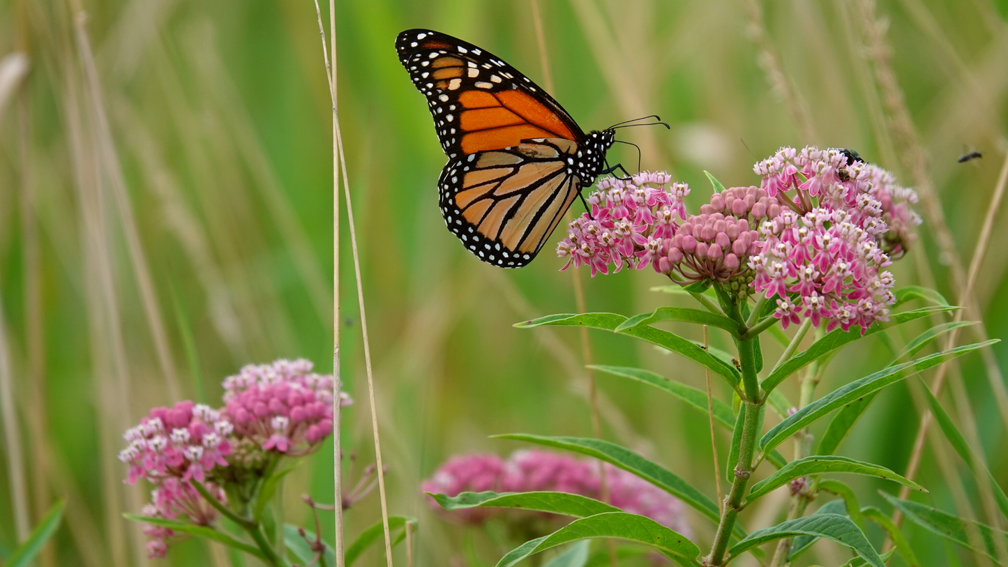 Monarch on Milkweed