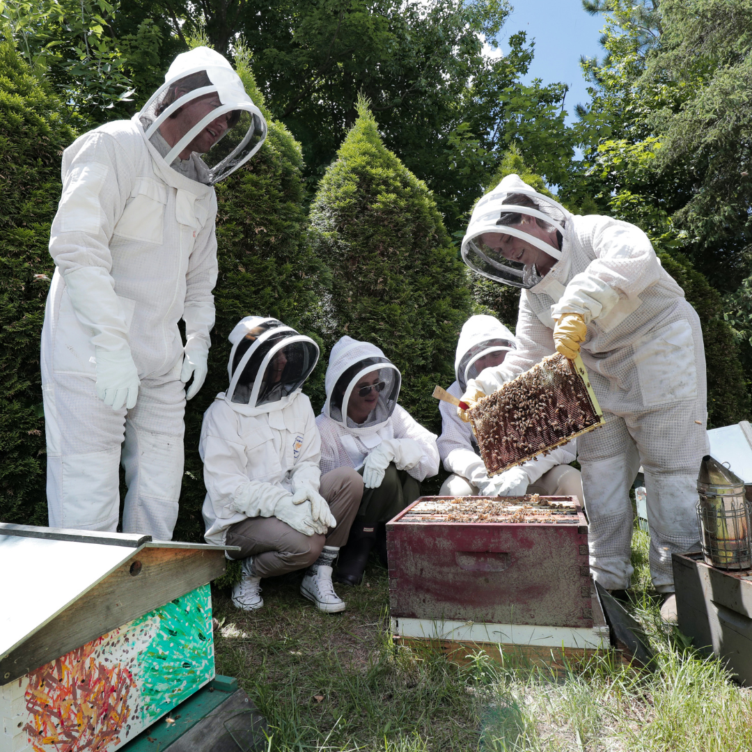 Beekeeping Experience