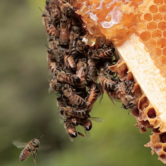 Beekeeping Experience