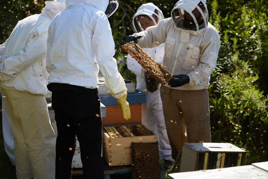 Four people wearing beekeeping suits, enjoying a beekeeping experience.