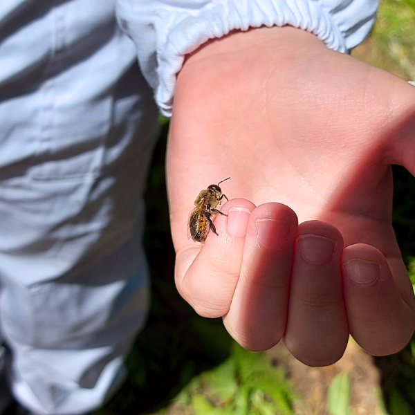 Honeybee on a child's hand