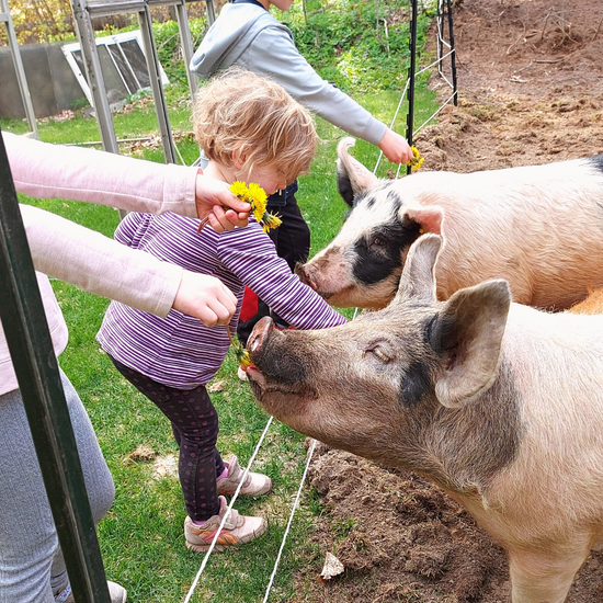 Three children feeding dandelions to pigs. 