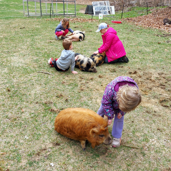 Children sat on grass petting four pigs.