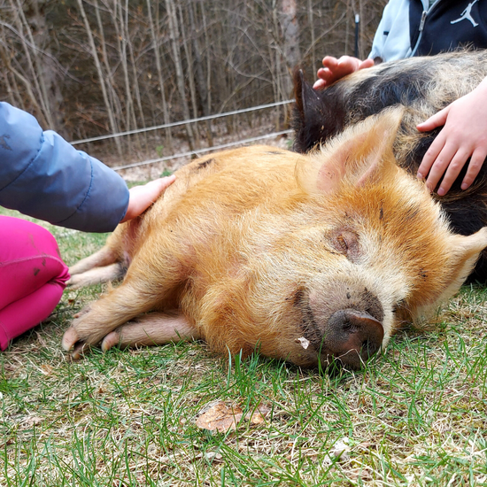 Load image into Gallery viewer, KuneKune pig sleeping while a child rubs her belly.

