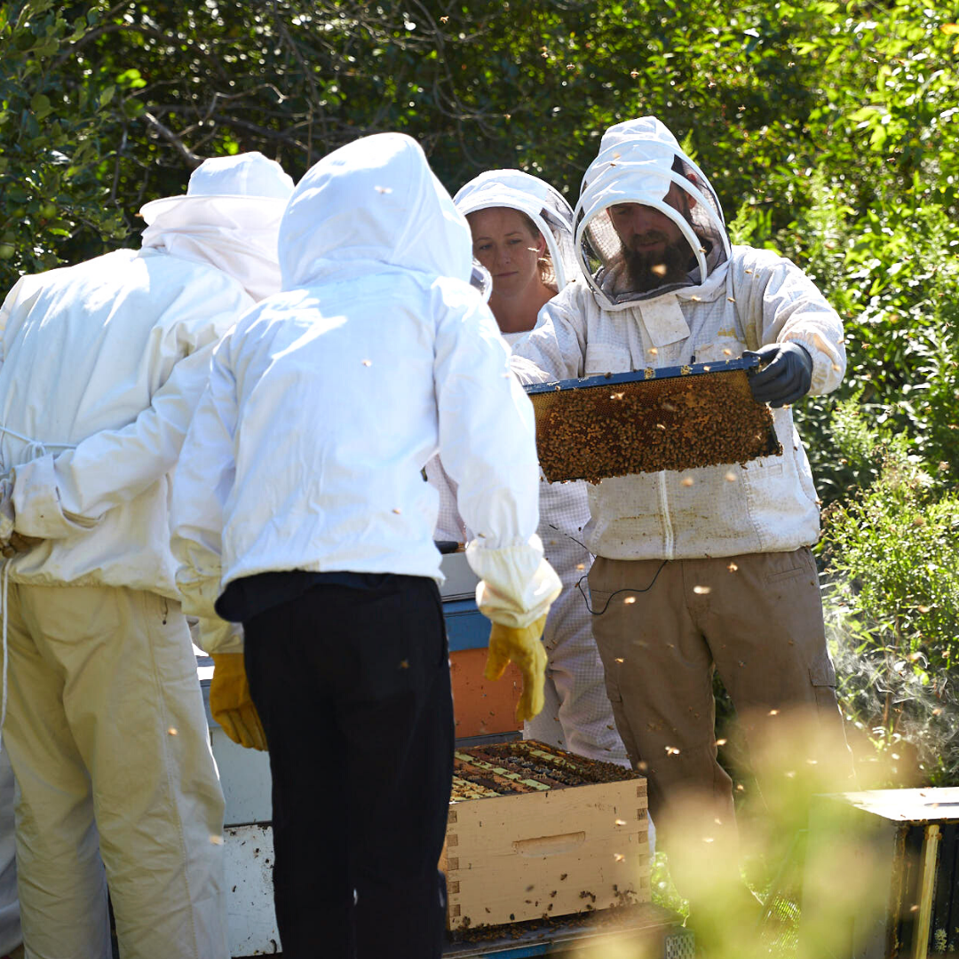 People in beekeeping suits examining a frame of honeybees. 