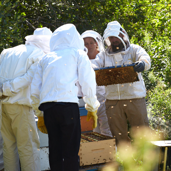 People in beekeeping suits examining a frame of honeybees. 